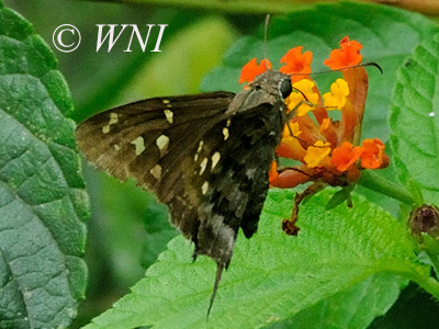 Dorantes Longtail (Urbanus dorantes)